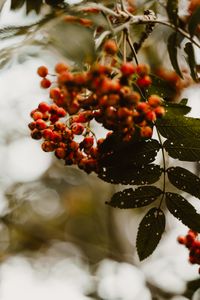 Eberesche /Sorbus aucuparia