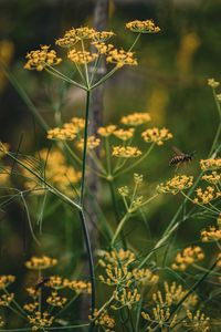 Fenchel/Foenicum vulgare