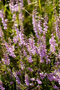 Heidekraut /Calluna vulgaris